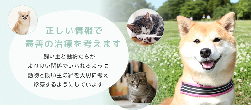 かわち動物病院 岡山市下伊福で犬猫の病気の悩みは当院へ