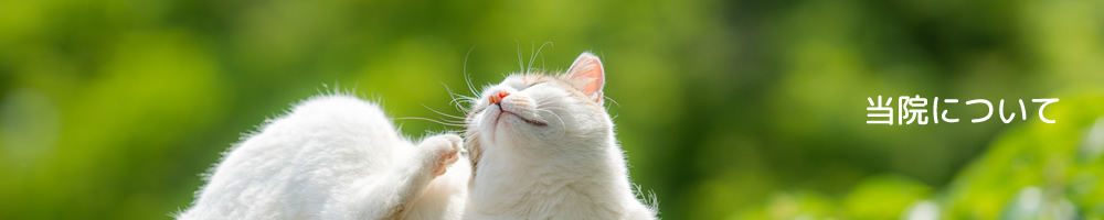 当院について