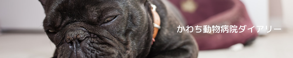 かわち動物病院ダイアリー